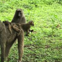 baboons in grassy area
